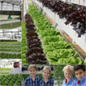 Y3 Visit to Peninsula Farms